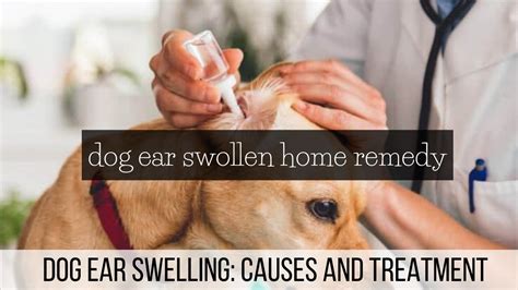 dog ear swollen home remedy.